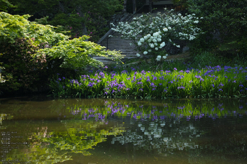 長岳寺の杜若_DP1m_2013yaotomi_8s.jpg