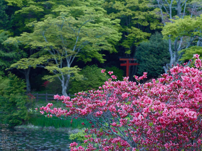 鳥見山のツツジ_2013yaotomi_2s.jpg