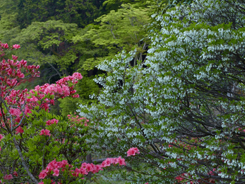 鳥見山のツツジ_2013yaotomi_5s.jpg