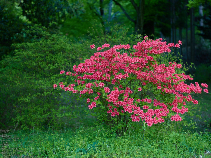 鳥見山のツツジ_2013yaotomi_6s.jpg