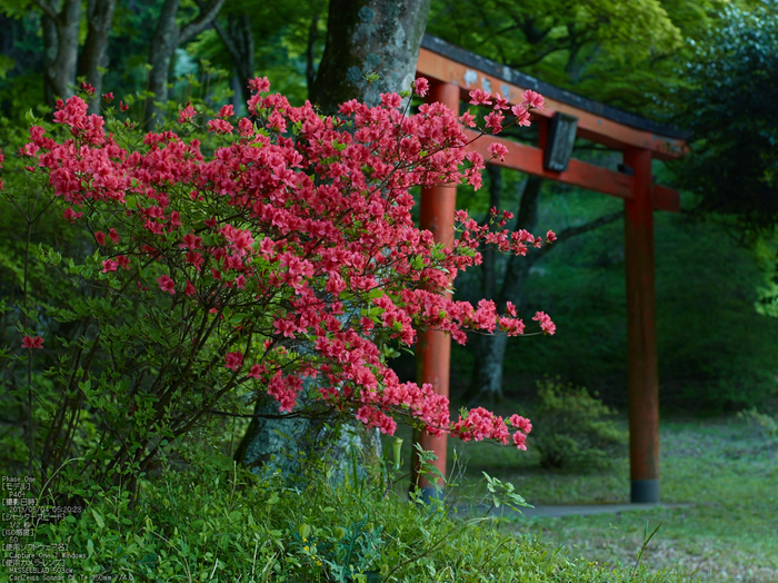 鳥見山のツツジ_2013yaotomi_7s.jpg