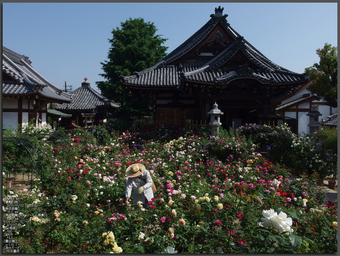 おふさ観音の薔薇_2013yaotomi_1st.jpg