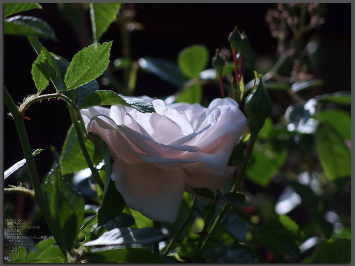 おふさ観音の薔薇_2013yaotomi_51st.jpg