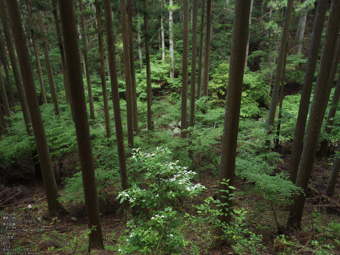 和佐羅滝の新緑_2013yaotomi_6s.jpg