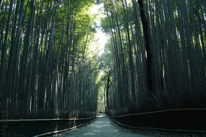 嵯峨野竹林_2013yaotomi_2s.jpg