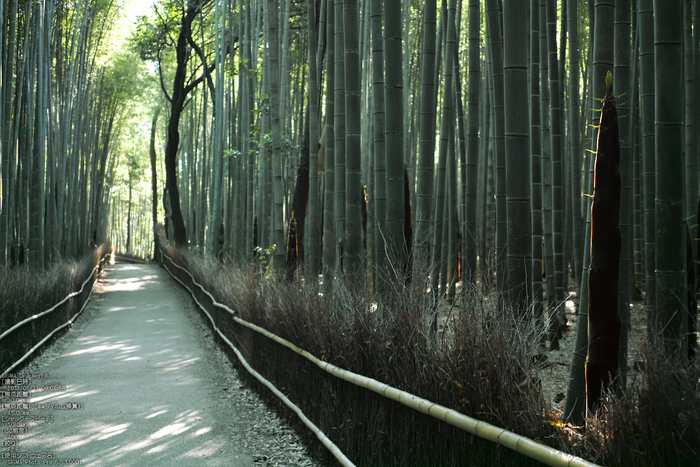 嵯峨野竹林_2013yaotomi_5s.jpg