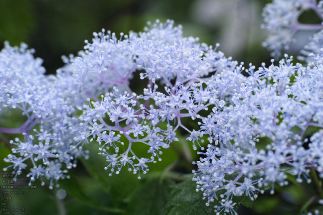 東吉野小紫陽花_2013yaotomi_10s.jpg