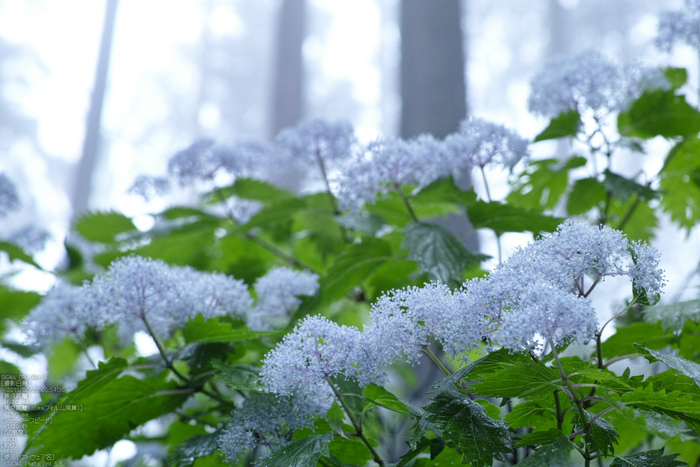 東吉野小紫陽花_2013yaotomi_11s.jpg