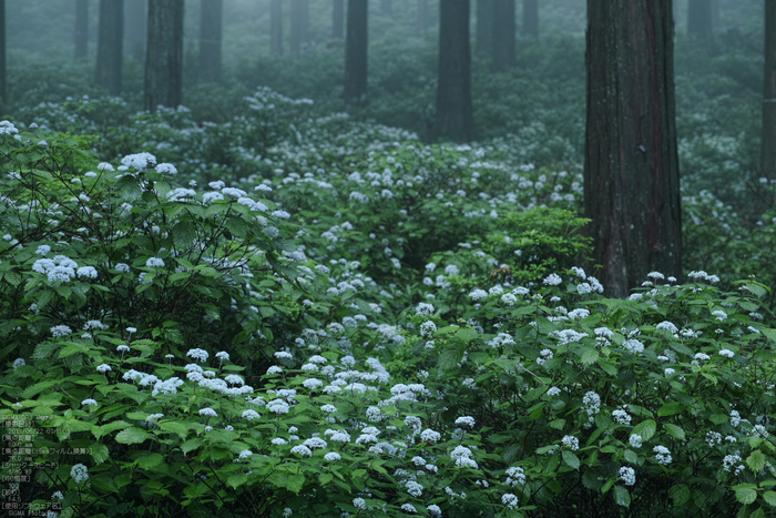 東吉野小紫陽花_2013yaotomi_15s.jpg