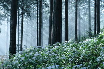 東吉野小紫陽花_2013yaotomi_17s.jpg