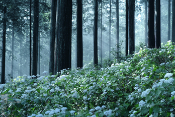 東吉野小紫陽花_2013yaotomi_18s.jpg