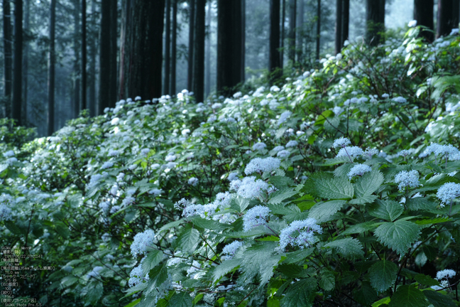 東吉野小紫陽花_2013yaotomi_20s.jpg