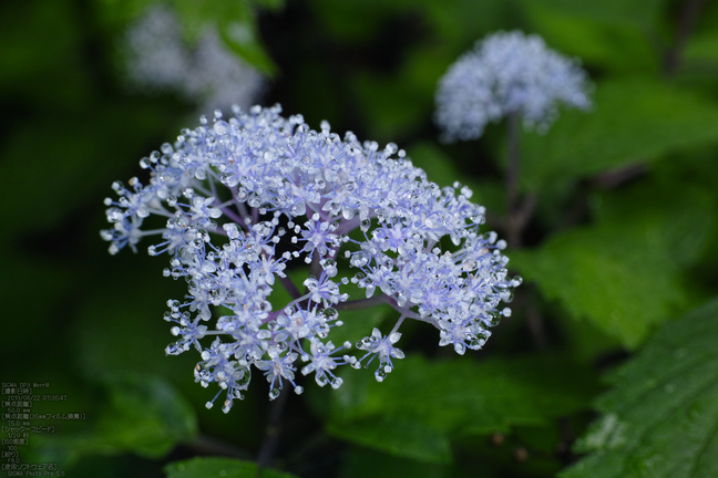 東吉野小紫陽花_2013yaotomi_22s.jpg