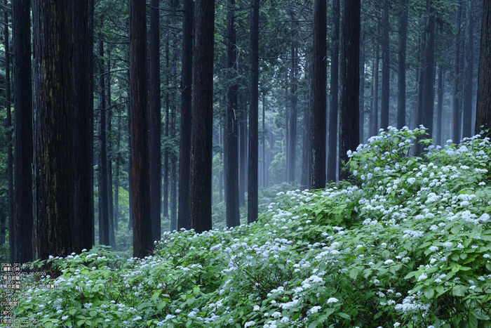 東吉野小紫陽花_2013yaotomi_3s.jpg