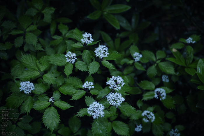 東吉野小紫陽花_2013yaotomi_5s.jpg