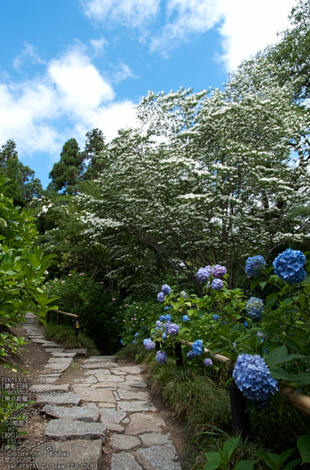 矢田寺あじさい_2013yaotomi_23s.jpg