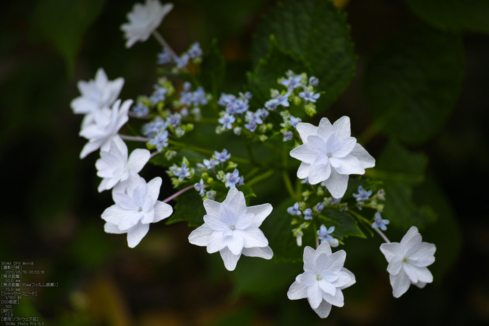 矢田寺紫陽花_2013yaotomi_17s.jpg