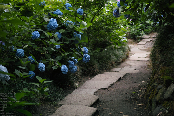 矢田寺紫陽花_2013yaotomi_18s.jpg