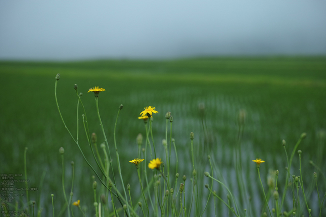 鳥取県道36号線明間_2013yaotomi_8s.jpg