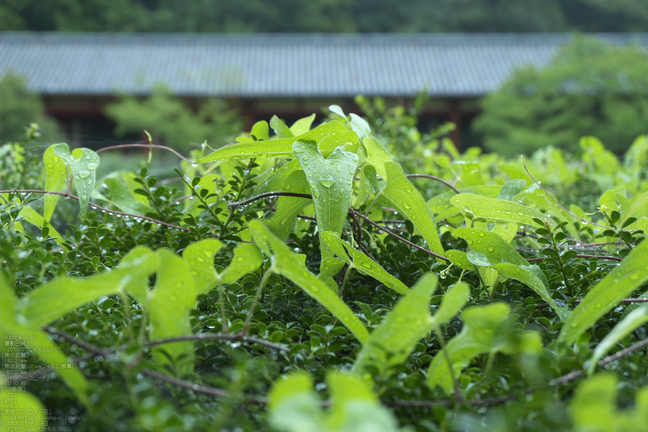 FUJIFILM,X-M1_2013yaotomi_東大寺_17s.jpg