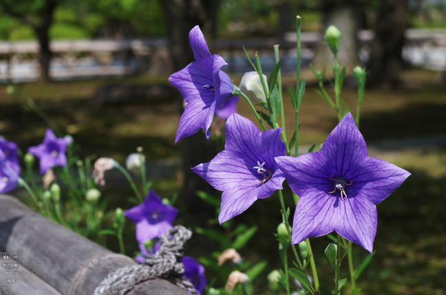 PENTAX_K50_智積院・紫陽花_2013yaotomi_7s.jpg