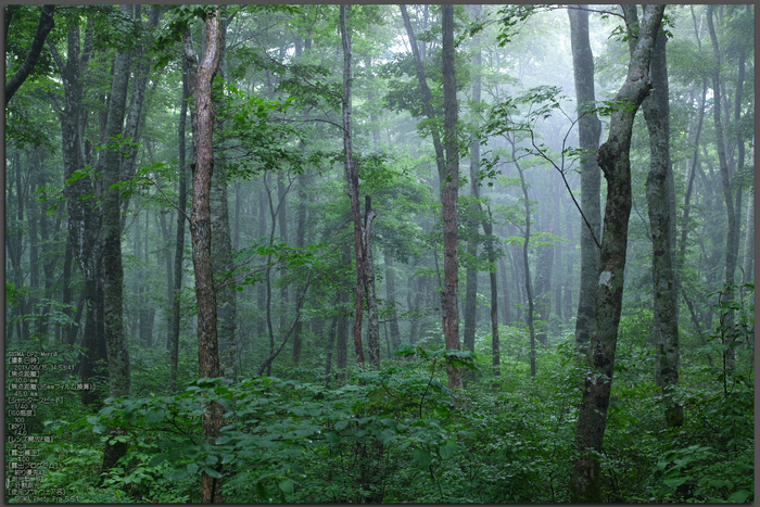 大山二の沢_2013yaotomi_1st.jpg