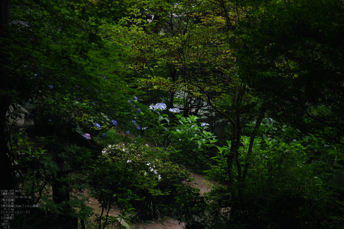 岩船寺の紫陽花_2013yaotomi_16s.jpg