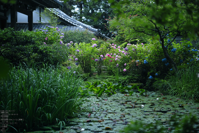 岩船寺の紫陽花_2013yaotomi_18s.jpg