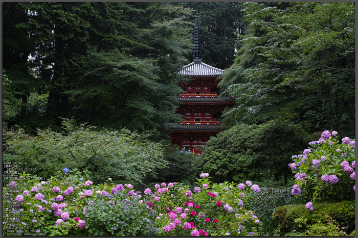 岩船寺の紫陽花_2013yaotomi_1st.jpg