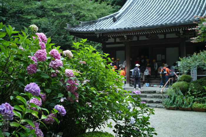 岩船寺の紫陽花_2013yaotomi_21s.jpg