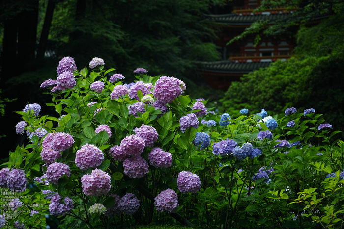 岩船寺の紫陽花_2013yaotomi_22s.jpg