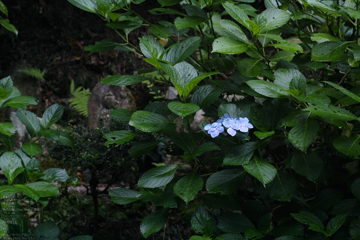 岩船寺の紫陽花_2013yaotomi_7s.jpg