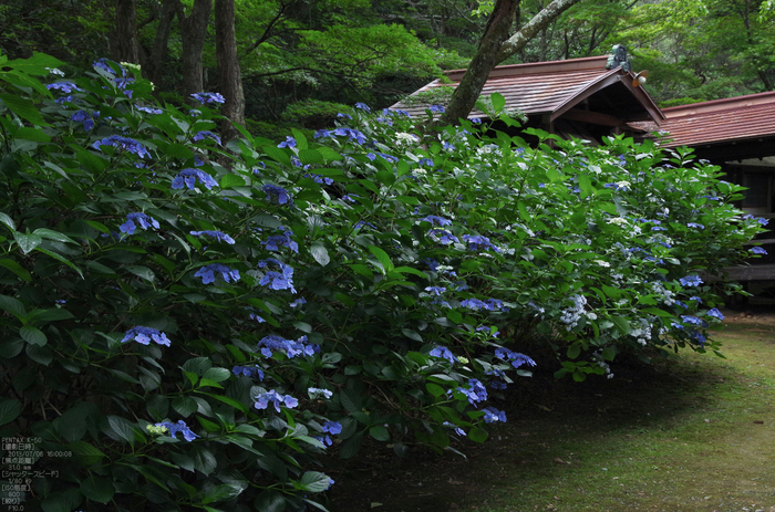 柳谷観音の紫陽花_2013yaotomi_11s.jpg