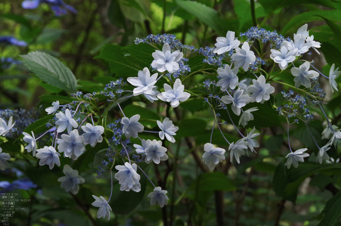 柳谷観音の紫陽花_2013yaotomi_15s.jpg