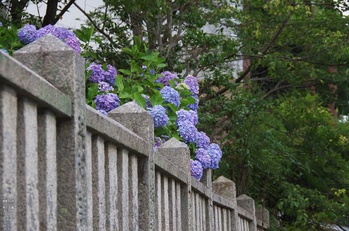 柳谷観音の紫陽花_2013yaotomi_3s.jpg