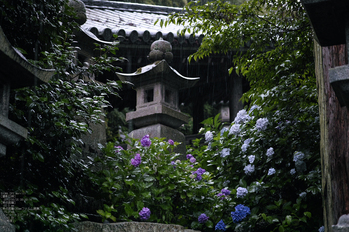 長谷寺の紫陽花_2013yaotomi_10s.jpg