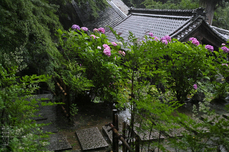 長谷寺の紫陽花_2013yaotomi_13s.jpg