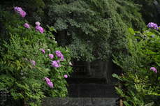 長谷寺の紫陽花_2013yaotomi_15s.jpg