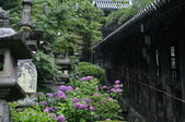 長谷寺の紫陽花_2013yaotomi_21s.jpg