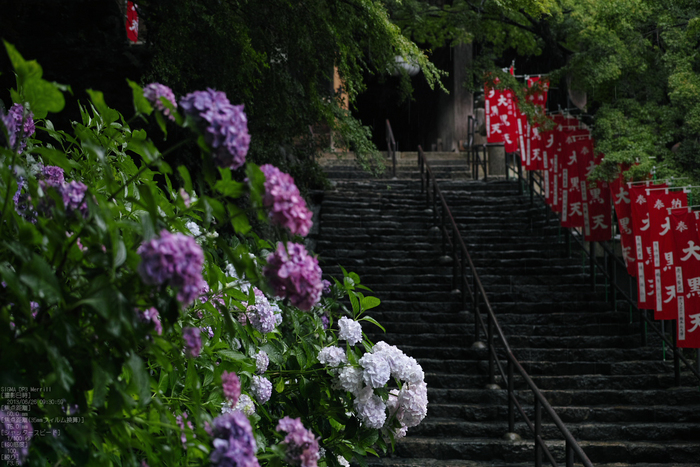 長谷寺の紫陽花_2013yaotomi_32s.jpg