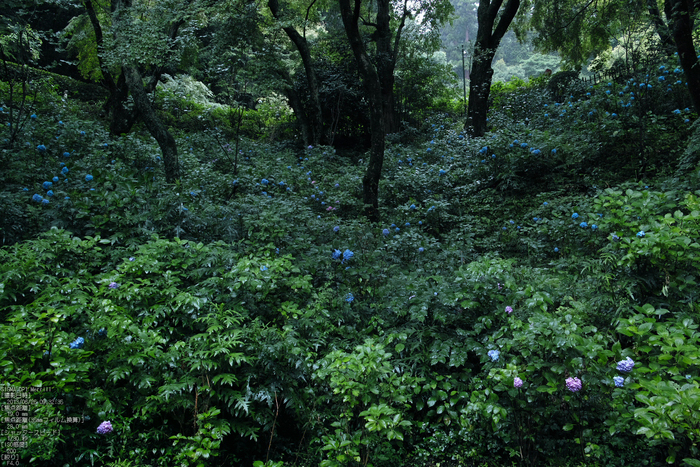 長谷寺の紫陽花_2013yaotomi_33s.jpg