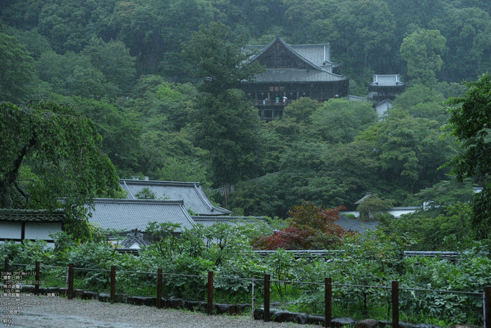 長谷寺の紫陽花_2013yaotomi_50s.jpg