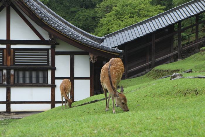 FUJIFILM,X-M1_2013yaotomi_二月堂_53s.jpg