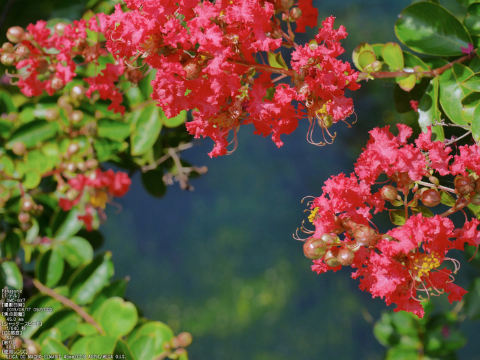 Panasonic-GX7_2013yaotomi_醒ヶ井・梅花藻_17s.jpg