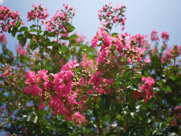 Panasonic-GX7_2013yaotomi_醒ヶ井・梅花藻_36s.jpg