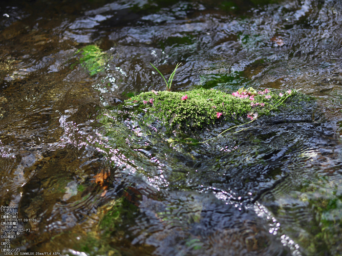 Panasonic-GX7_2013yaotomi_醒ヶ井・梅花藻_3s.jpg