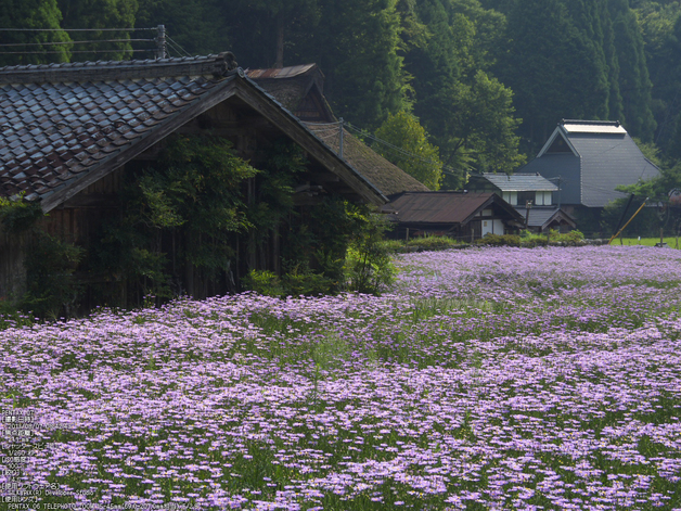 北山友禅菊_2013yaotomi_12s.jpg