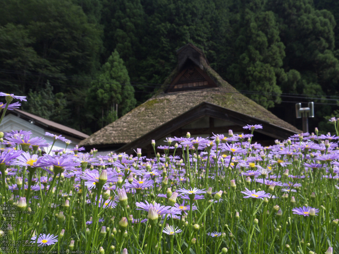 北山友禅菊_2013yaotomi_13s.jpg