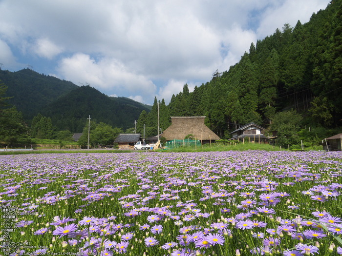 北山友禅菊_2013yaotomi_2s.jpg