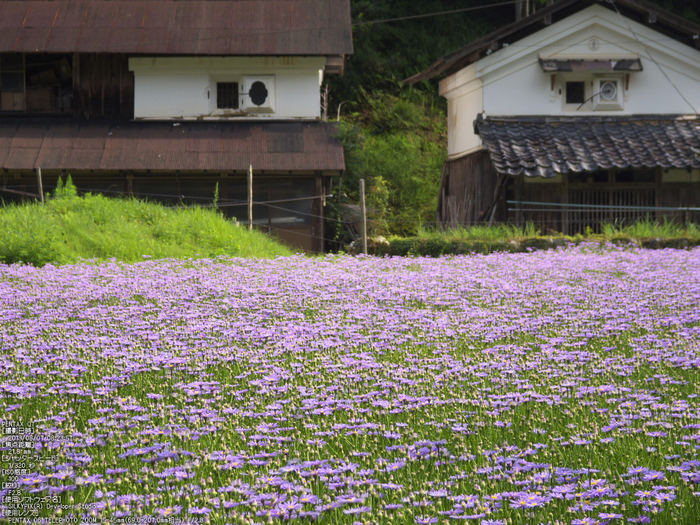 北山友禅菊_2013yaotomi_6s.jpg